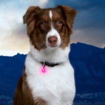 Nite Ize PetLit Collar Light Jewel - Pink